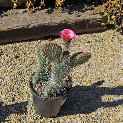 Grizzly Bear Prickly Pear Cactus ‘Opuntia polyacantha Var. Erinacea’