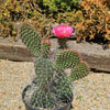 Grizzly Bear Prickly Pear Cactus ‘Opuntia polyacantha Var. Erinacea’