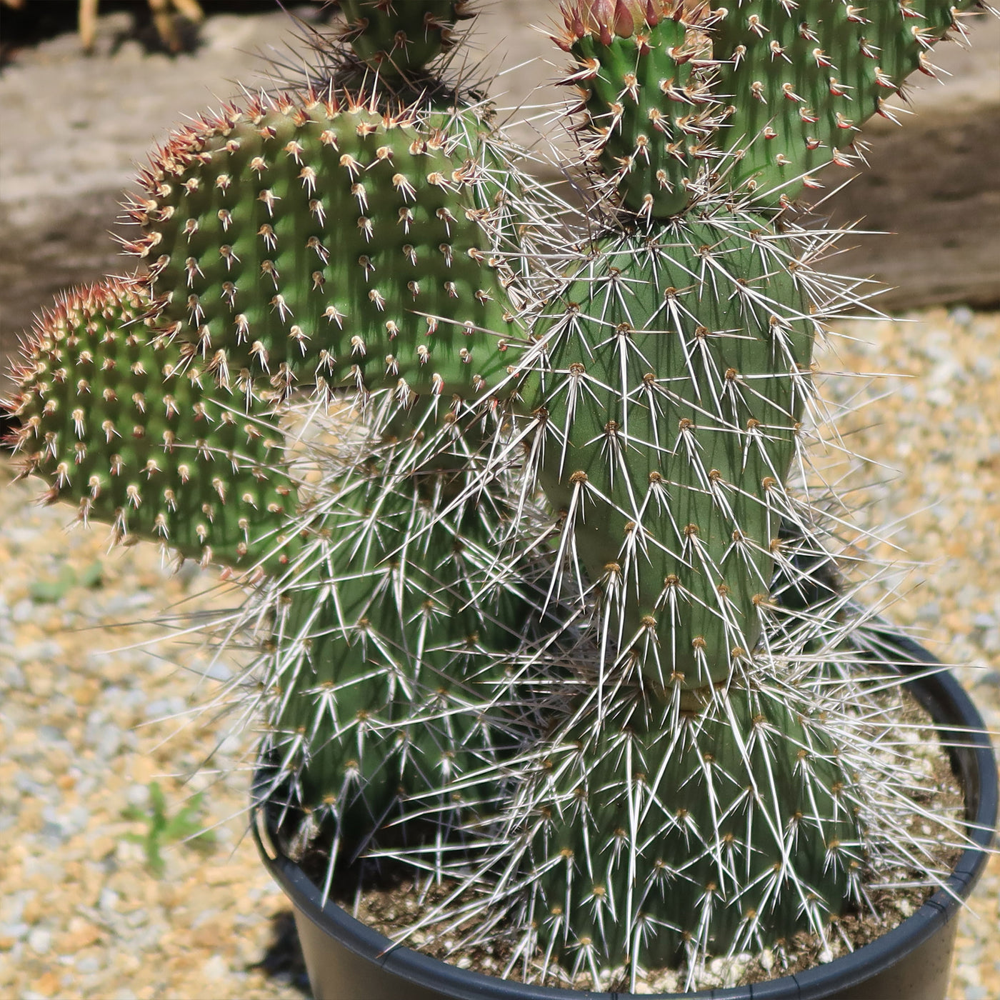 grizzly bear prickly pear cactus Shop 'Grizzly Bear Prickly Pear Cactus – Opuntia polyacantha Var. Erinacea' Winter Hardy Cactus