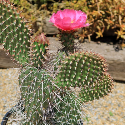 Grizzly Bear Prickly Pear Cactus ‘Opuntia polyacantha Var. Erinacea’