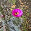 Grizzly Bear Prickly Pear Cactus ‘Opuntia polyacantha Var. Erinacea’