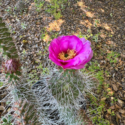 Grizzly Bear Prickly Pear Cactus ‘Opuntia polyacantha Var. Erinacea’