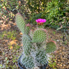 Grizzly Bear Prickly Pear Cactus ‘Opuntia polyacantha Var. Erinacea’