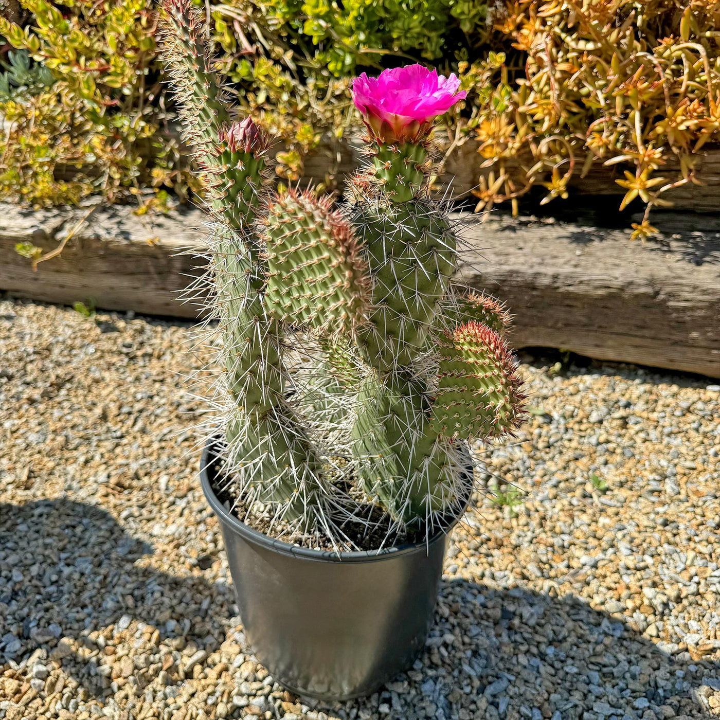 Grizzly Bear Prickly Pear Cactus ‘Opuntia polyacantha Var. Erinacea’