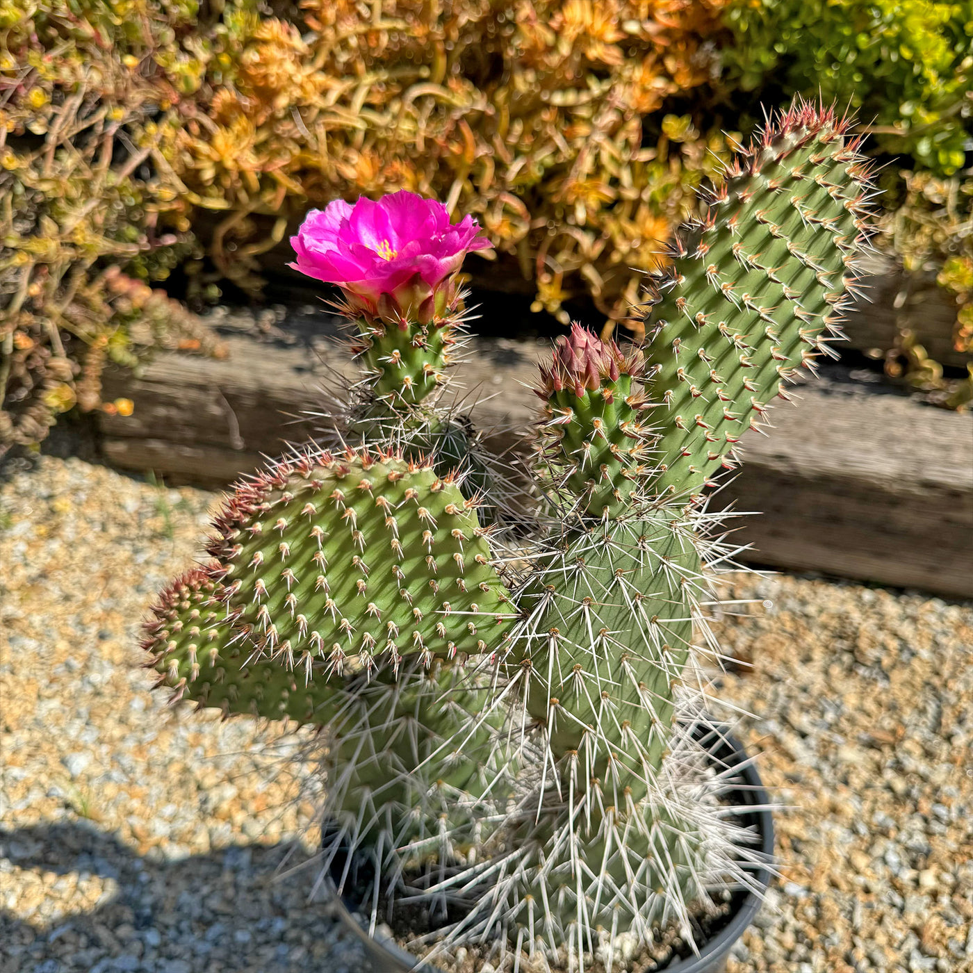 Grizzly Bear Prickly Pear Cactus ‘Opuntia polyacantha Var. Erinacea’