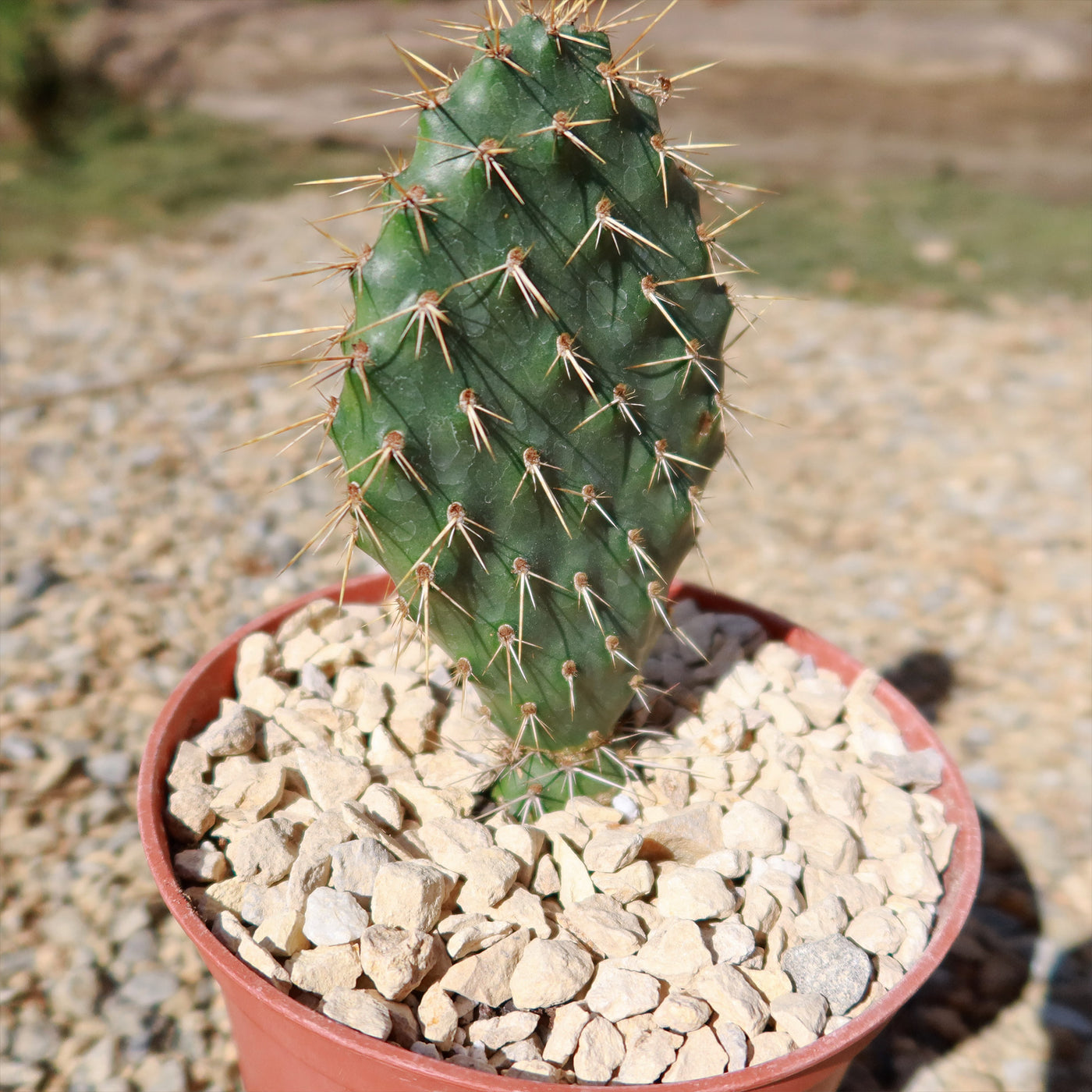 Opuntia Grand Mesa Peach