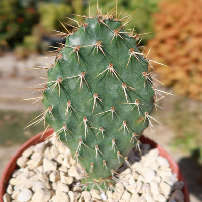 Opuntia Grand Mesa Peach