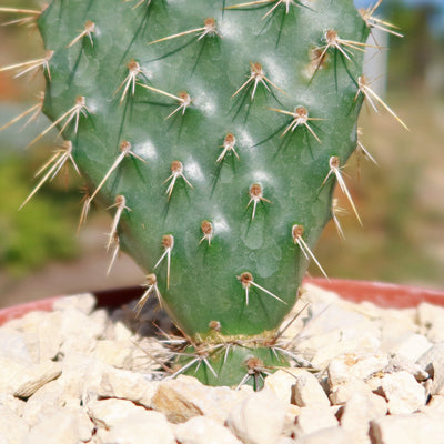 Opuntia Grand Mesa Peach