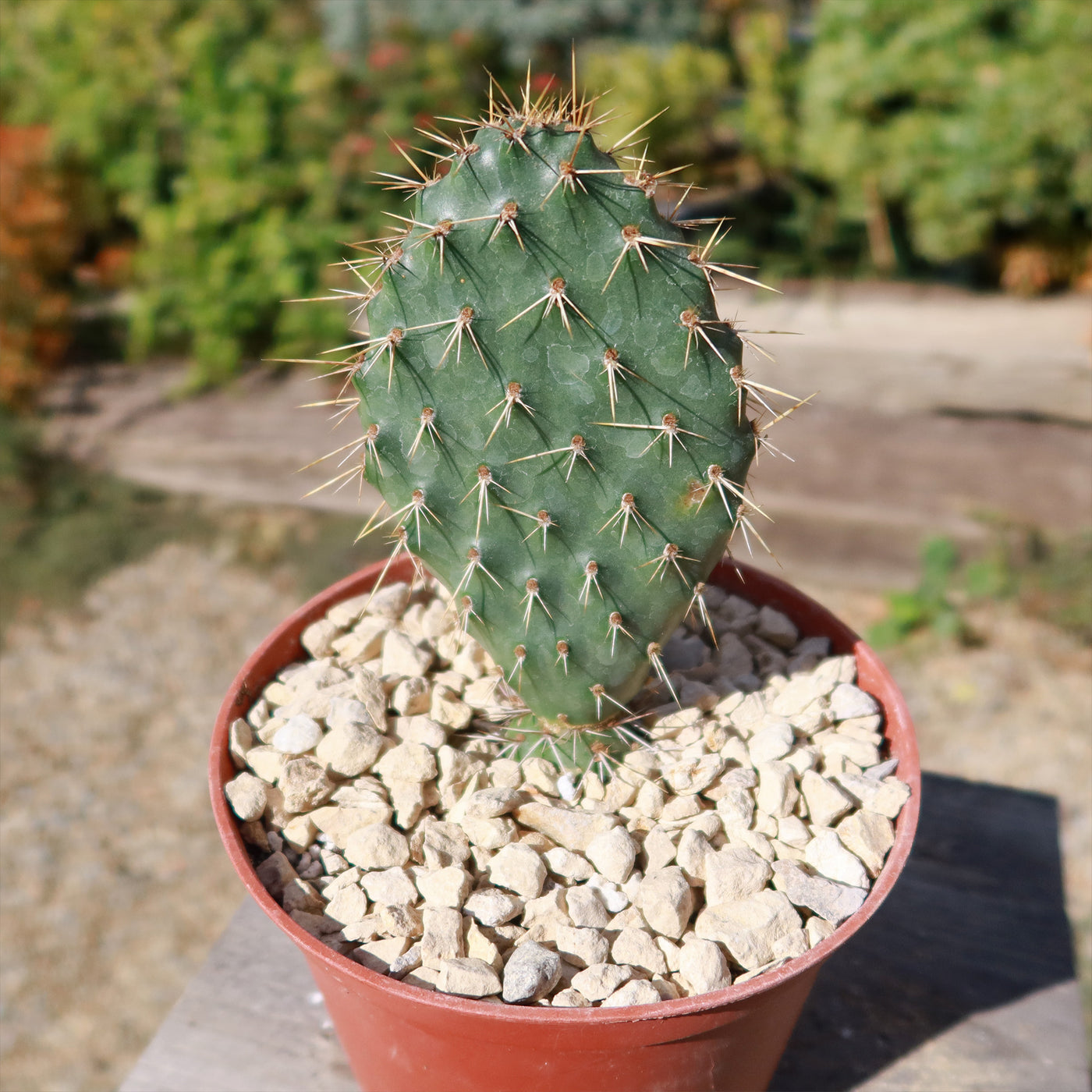 Opuntia Grand Mesa Peach