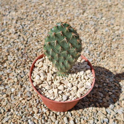 Opuntia Grand Mesa Peach