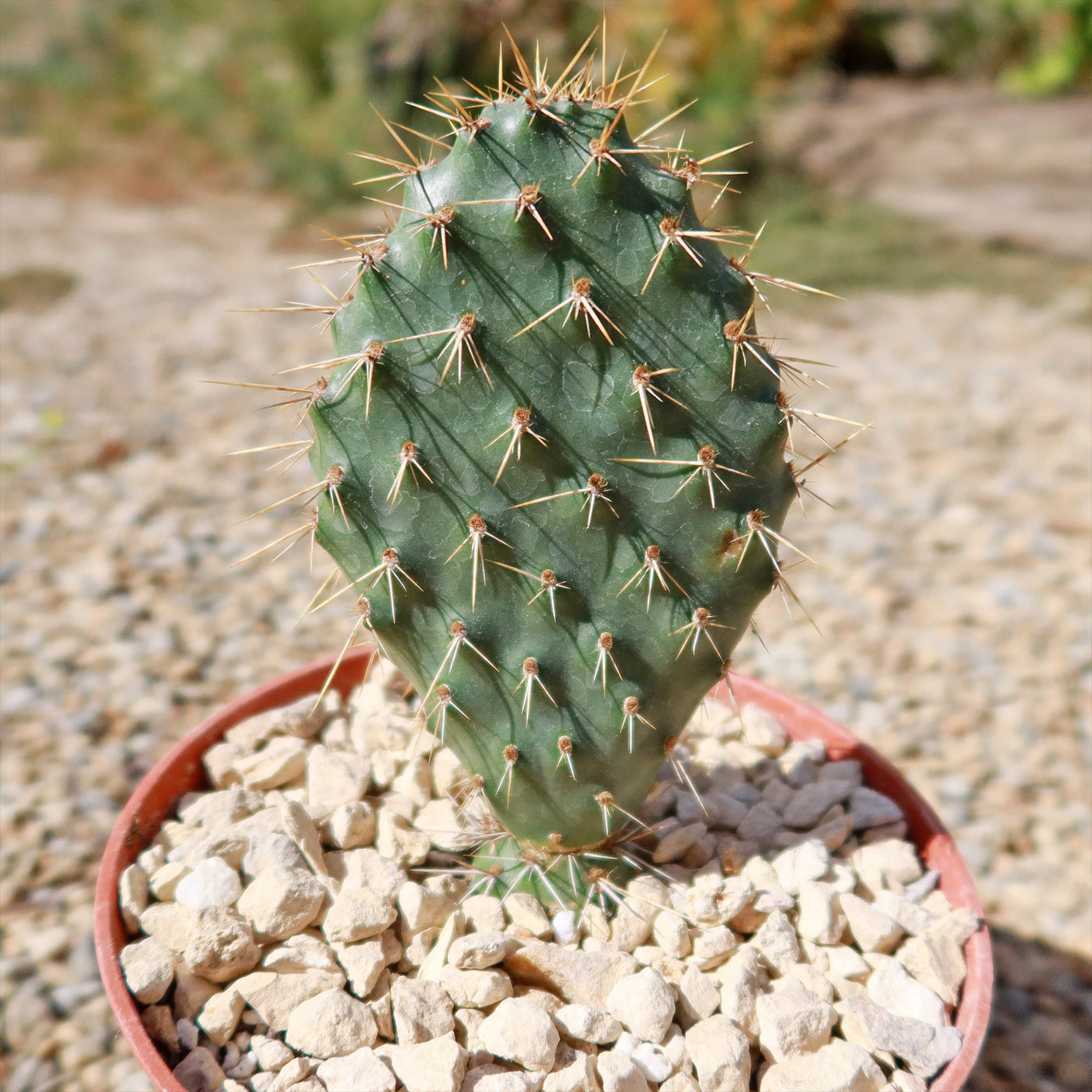 Opuntia Grand Mesa Peach