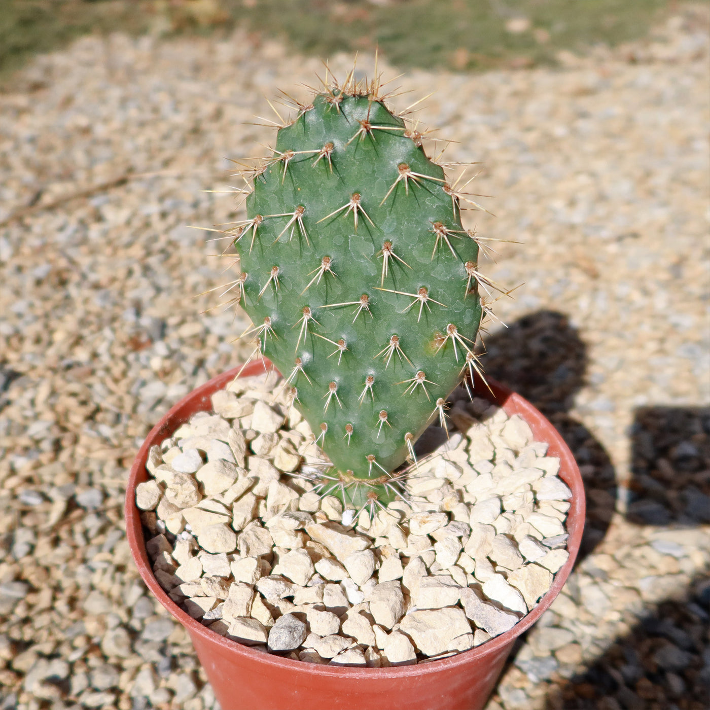 Opuntia Grand Mesa Peach