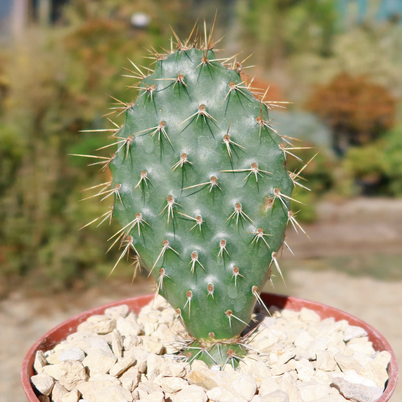 Opuntia Grand Mesa Peach