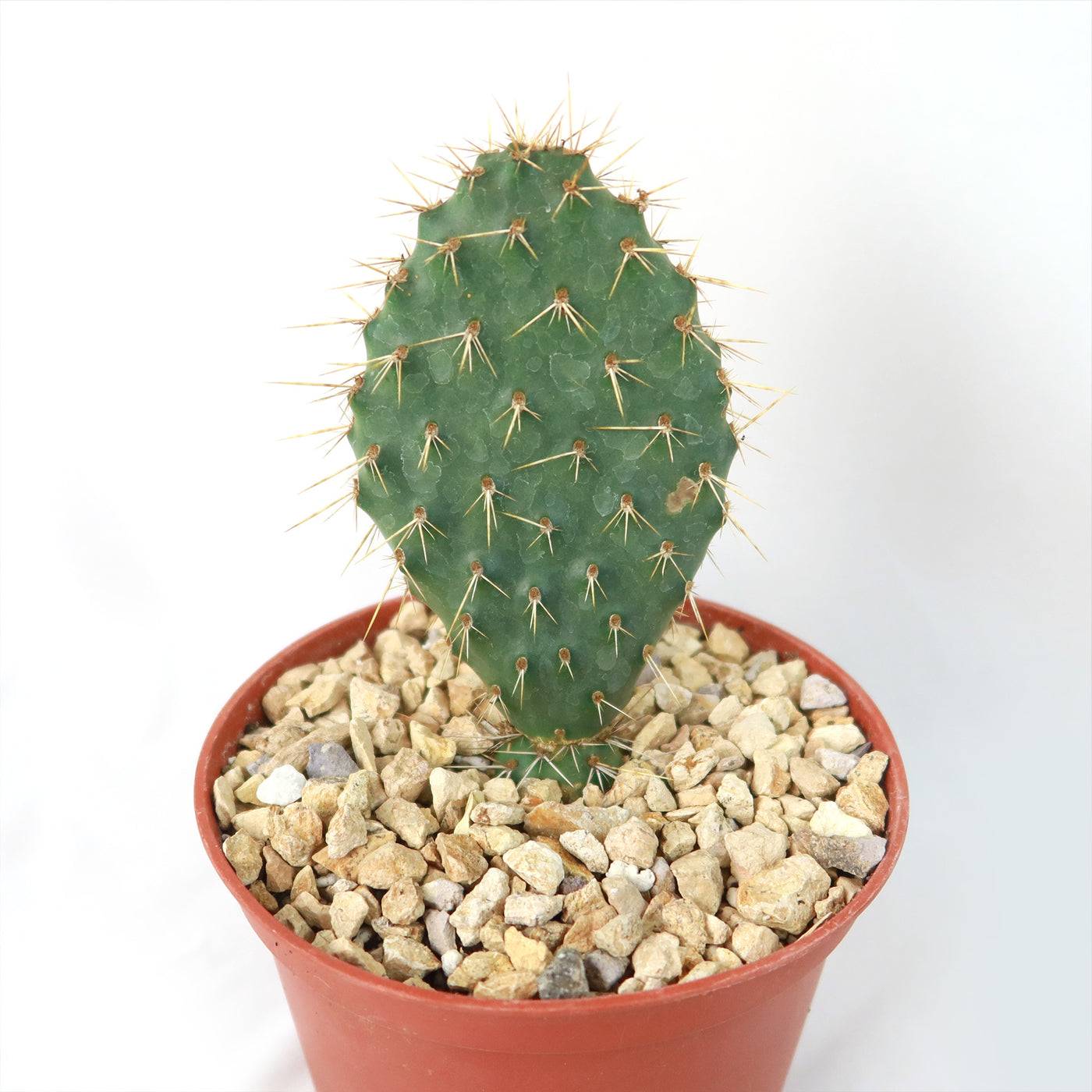 Opuntia Grand Mesa Peach