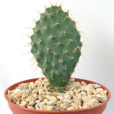 Opuntia Grand Mesa Peach