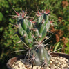 Opuntia invicta