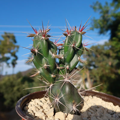 Opuntia invicta