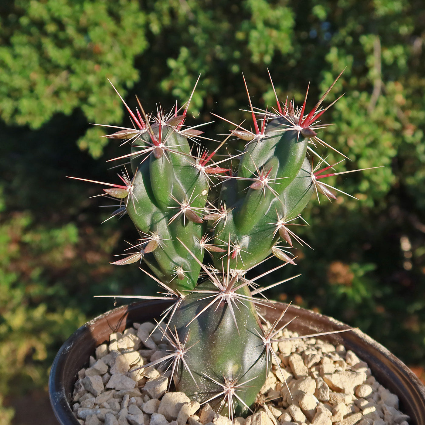 Opuntia invicta