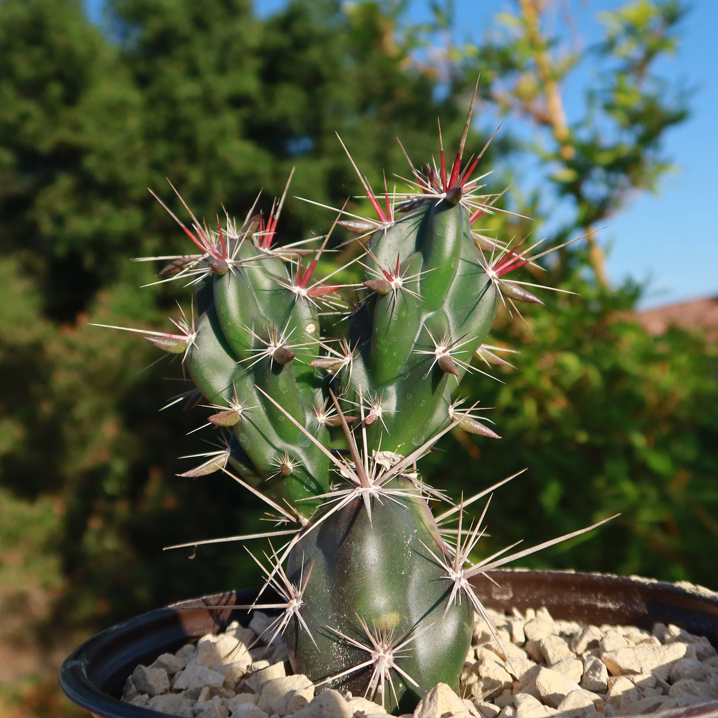 Opuntia invicta