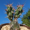 Opuntia invicta