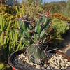 Opuntia invicta