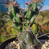 Opuntia invicta