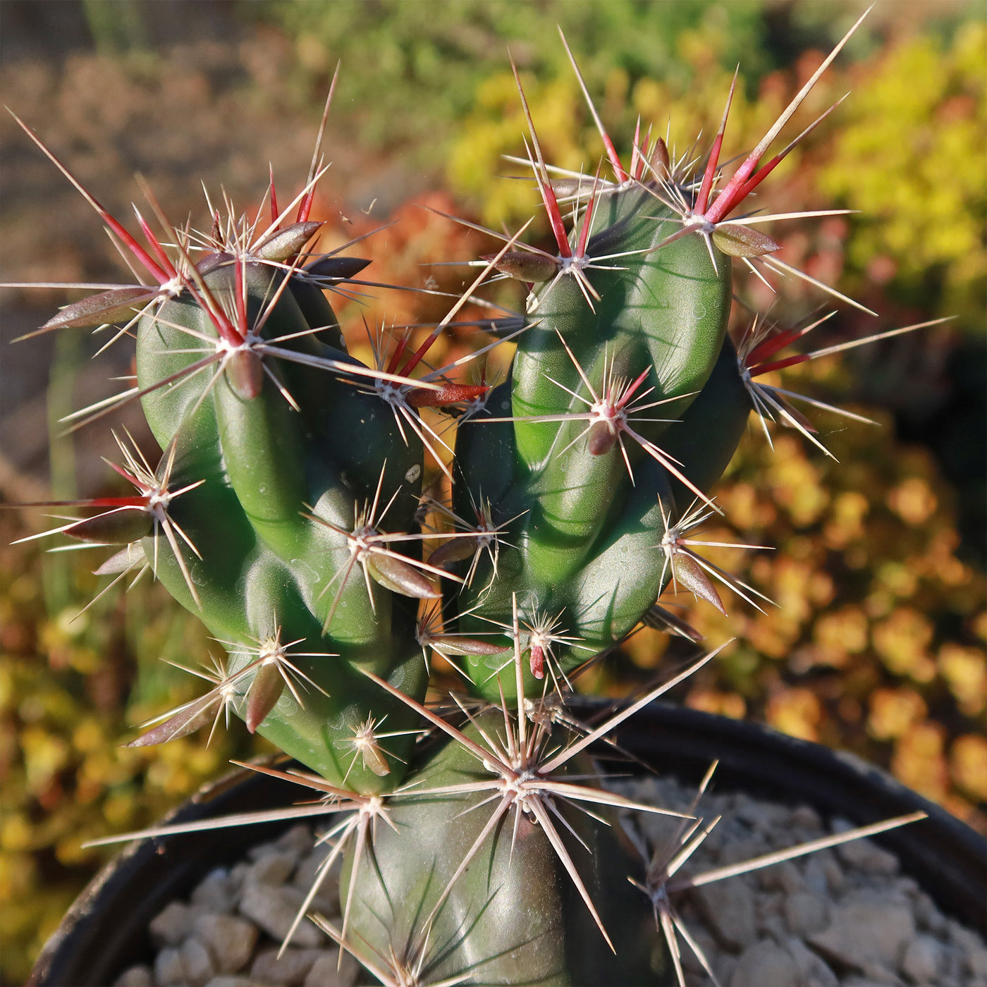 Opuntia invicta