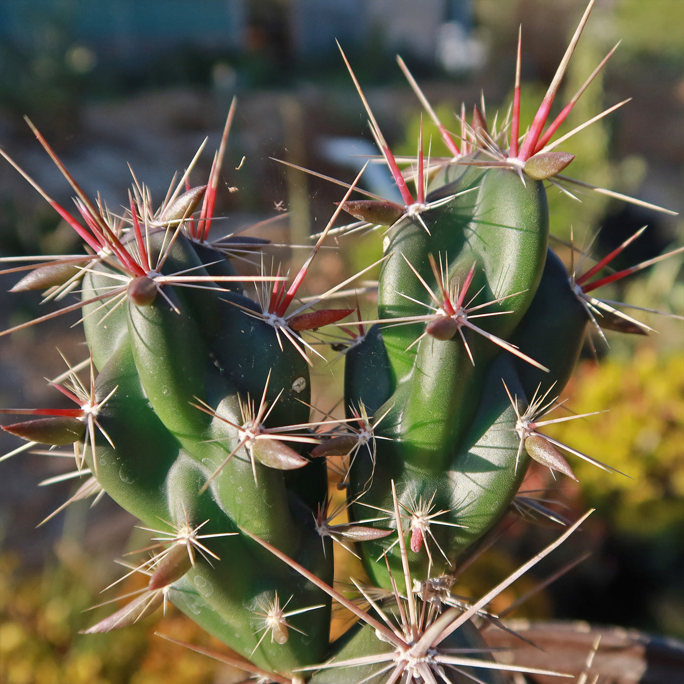 Opuntia invicta