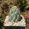 Miqueliopuntia miquelii - Opuntia miquelii