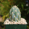 Miqueliopuntia miquelii - Opuntia miquelii