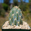 Miqueliopuntia miquelii - Opuntia miquelii