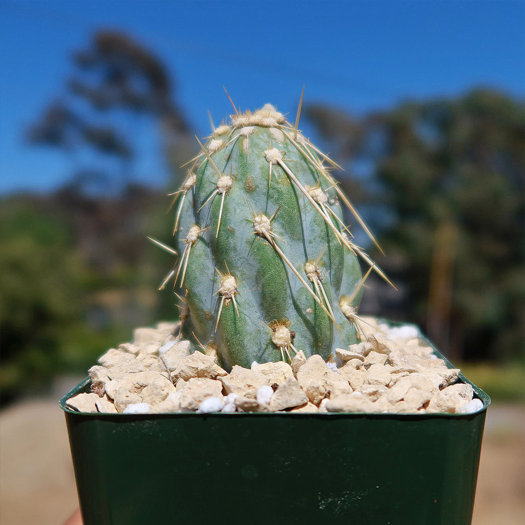 Miqueliopuntia miquelii - Opuntia miquelii