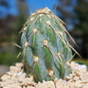 Miqueliopuntia miquelii - Opuntia miquelii