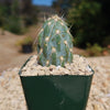 Miqueliopuntia miquelii - Opuntia miquelii