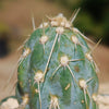 Miqueliopuntia miquelii - Opuntia miquelii