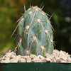 Miqueliopuntia miquelii - Opuntia miquelii