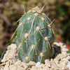 Miqueliopuntia miquelii - Opuntia miquelii