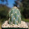 Miqueliopuntia miquelii - Opuntia miquelii