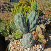 Miqueliopuntia miquelii - Opuntia miquelii