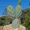 Miqueliopuntia miquelii - Opuntia miquelii