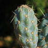 Miqueliopuntia miquelii - Opuntia miquelii