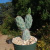 Miqueliopuntia miquelii - Opuntia miquelii