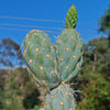 Miqueliopuntia miquelii - Opuntia miquelii