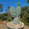 Miqueliopuntia miquelii - Opuntia miquelii