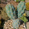 Miqueliopuntia miquelii - Opuntia miquelii