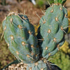 Miqueliopuntia miquelii - Opuntia miquelii