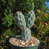 Miqueliopuntia miquelii - Opuntia miquelii