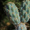 Miqueliopuntia miquelii - Opuntia miquelii