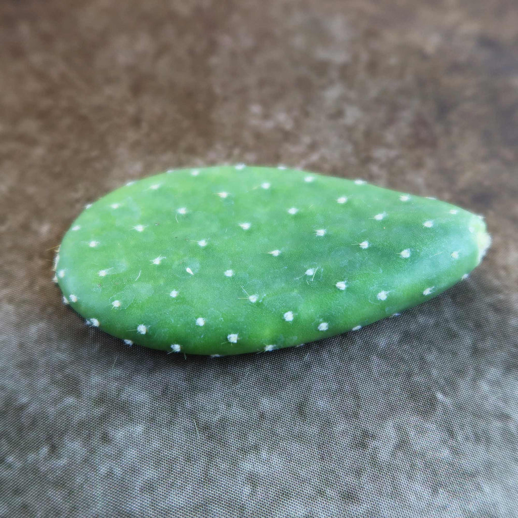 Opuntia Mona Lisa (Cutting)