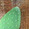Opuntia Mona Lisa (Cutting)